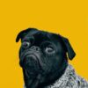 Top 10 Best Animals to Keep as Pets
