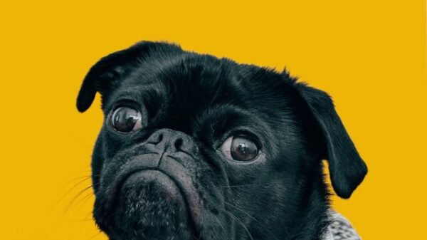 Top 10 Best Animals to Keep as Pets