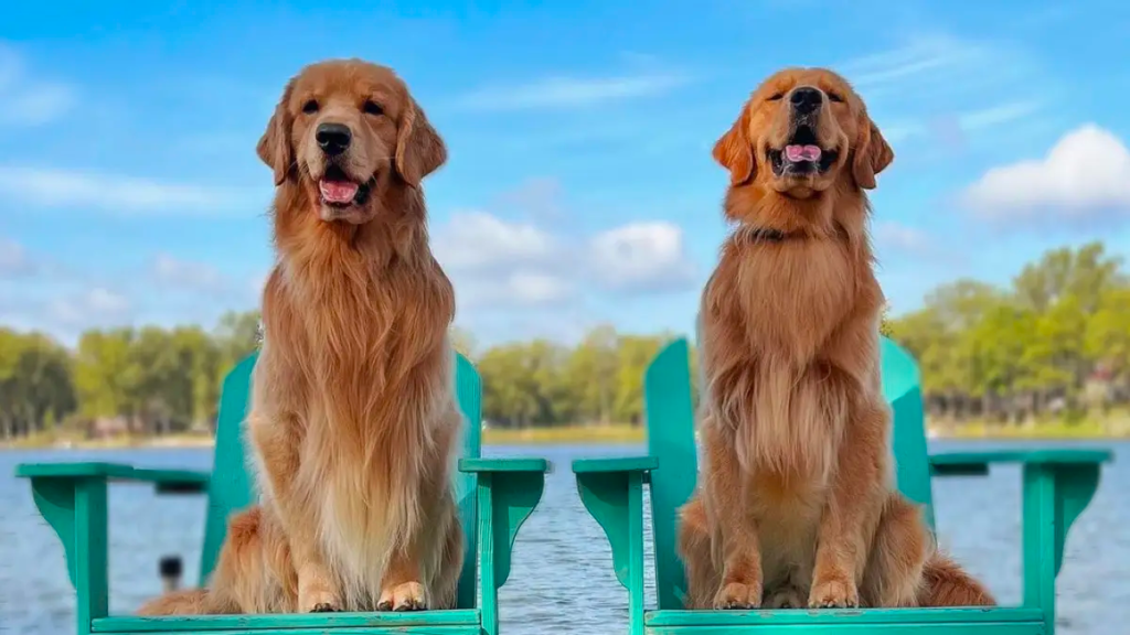 Fur-tune Fido: Tucker the Golden Retriever Earns a Howling Rs 8 Crore!