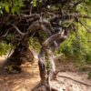 Nidhivan Unraveling The Mystery Behind This Mystic Forest