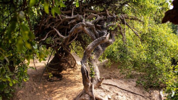 Nidhivan Unraveling The Mystery Behind This Mystic Forest